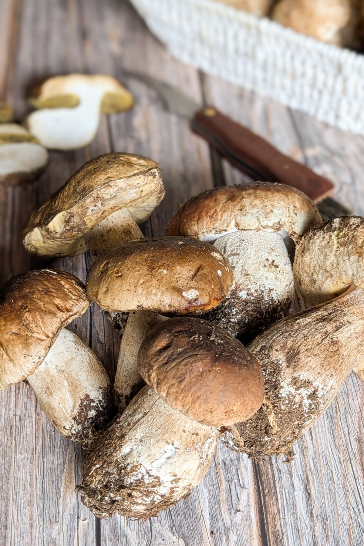 porcini mushrooms