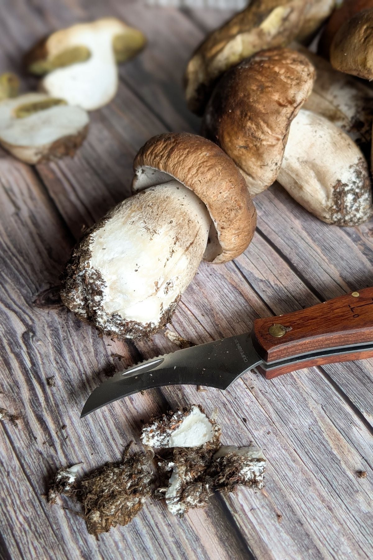 porcini mushrooms