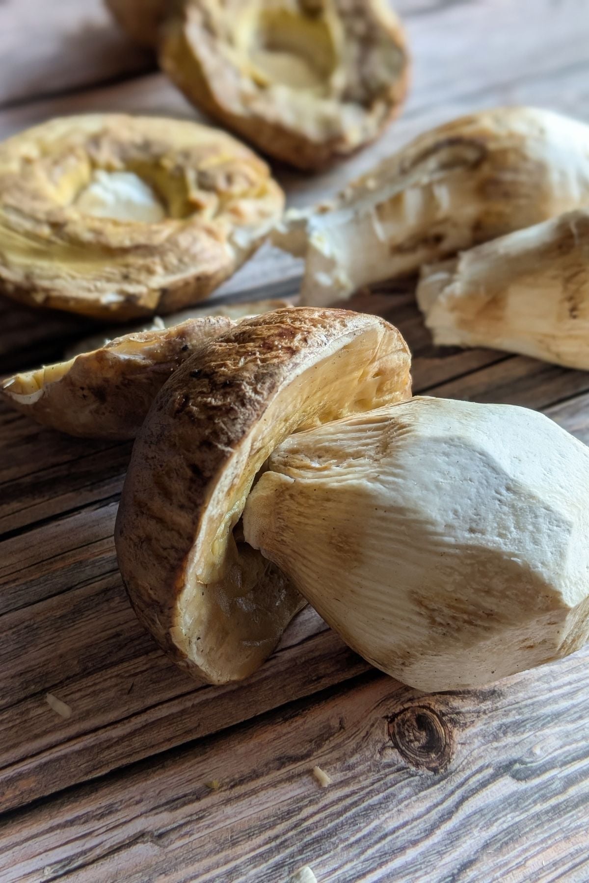 porcini mushrooms